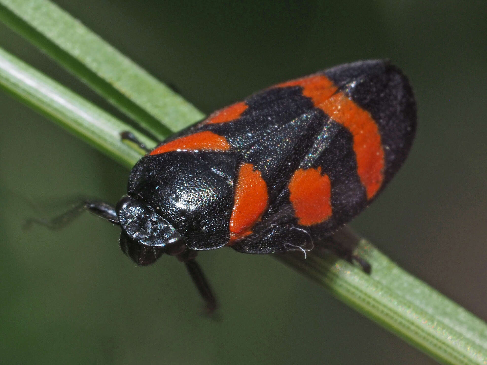 Image of Cercopis sanguinolenta (Scopoli 1763)