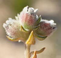 Image of Phylica purpurea var. floccosa Pillans