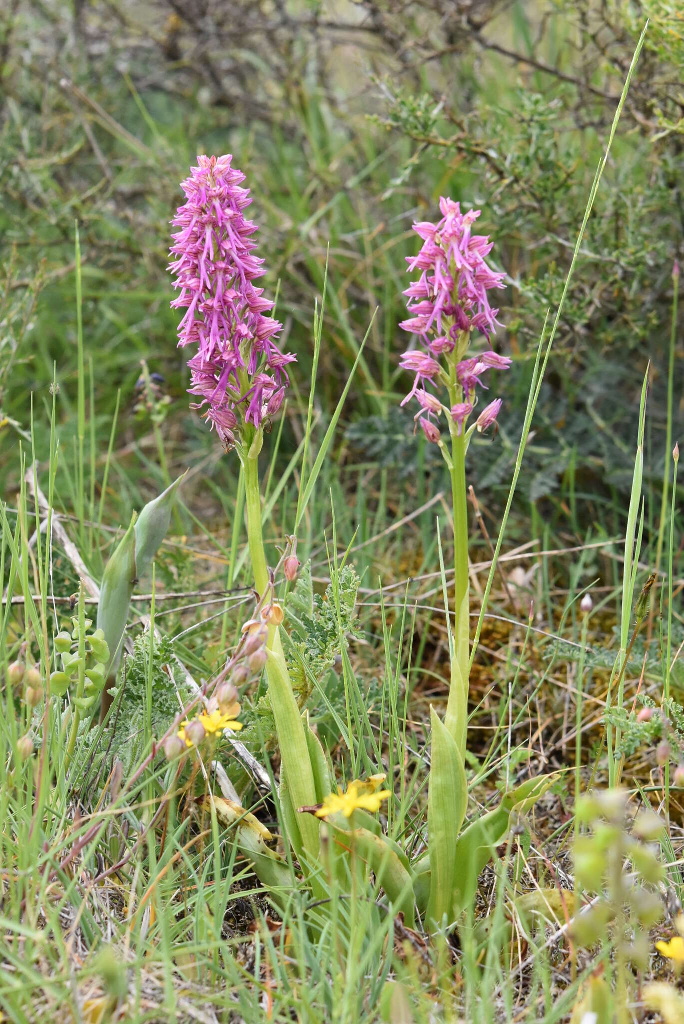 Image of Orchis bivonae Tod.