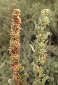 Слика од Atriplex amnicola P. G. Wilson