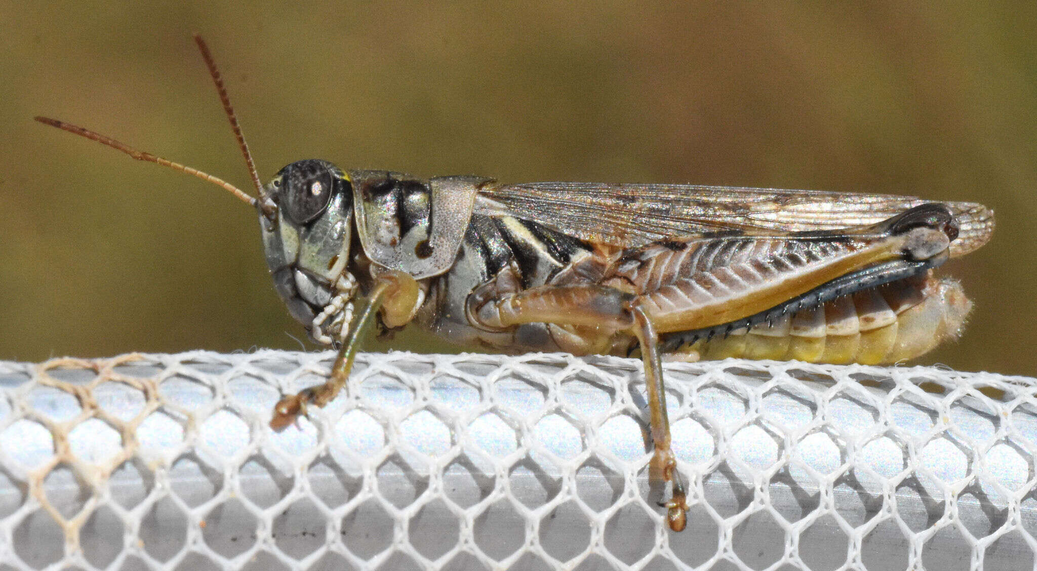 Слика од Melanoplus bispinosus Scudder & S. H. 1897