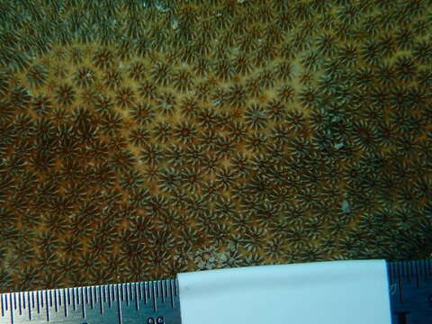 Image of Blushing Star Coral