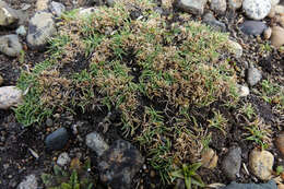 Image de Agrostis muscosa Kirk