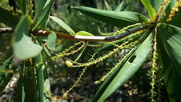 Image of Leucopogon verticillatus R. Br.