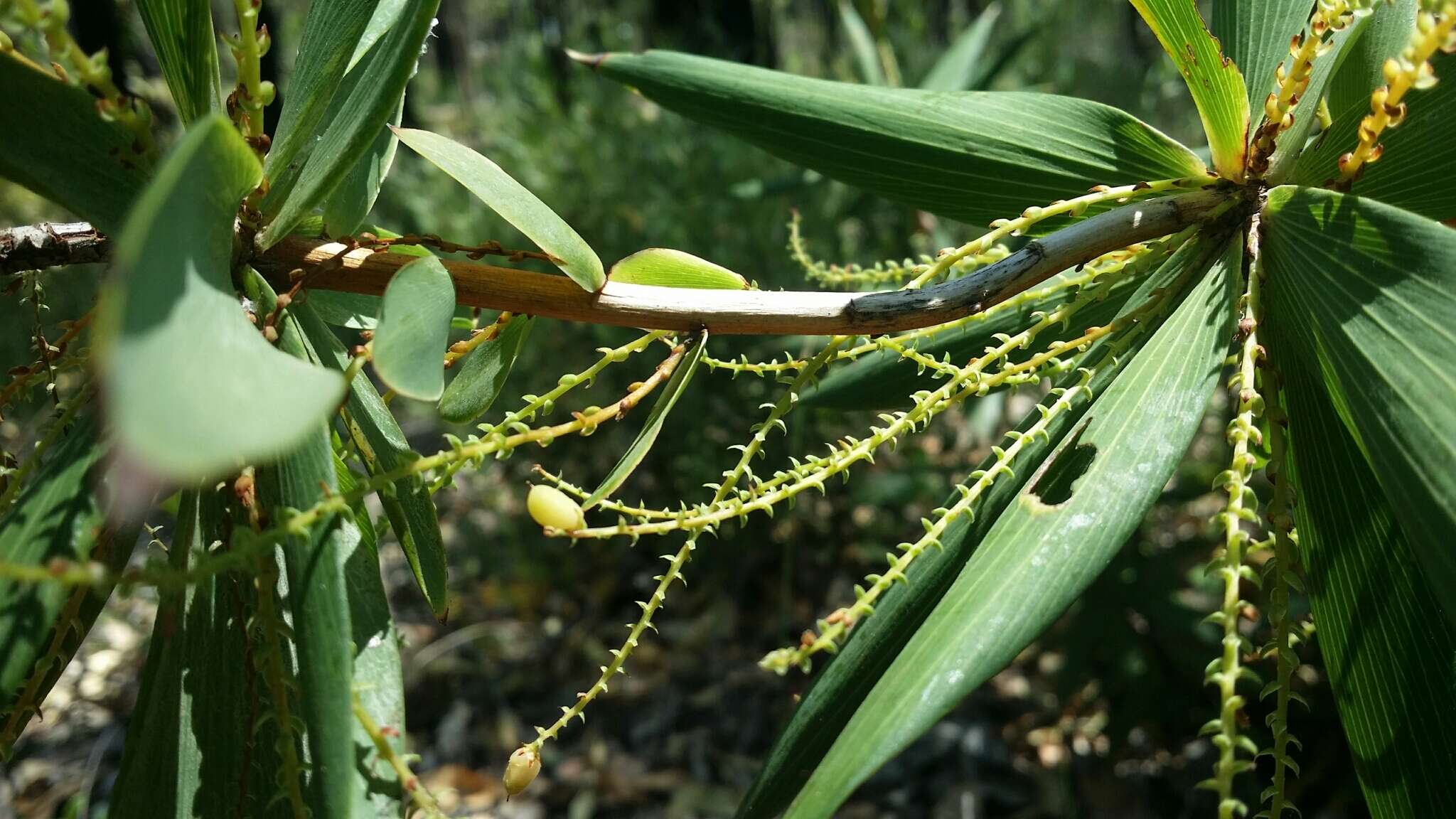 Sivun Leucopogon verticillatus R. Br. kuva