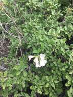 Cordia parvifolia A. DC. resmi