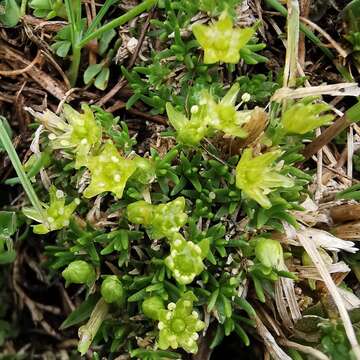 Plancia ëd Cherleria sedoides L.