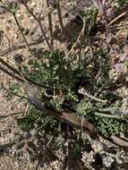 Image of Parish's biscuitroot