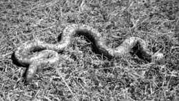 Image of African burrowing python