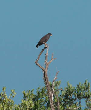 Image of Cuban Black Hawk