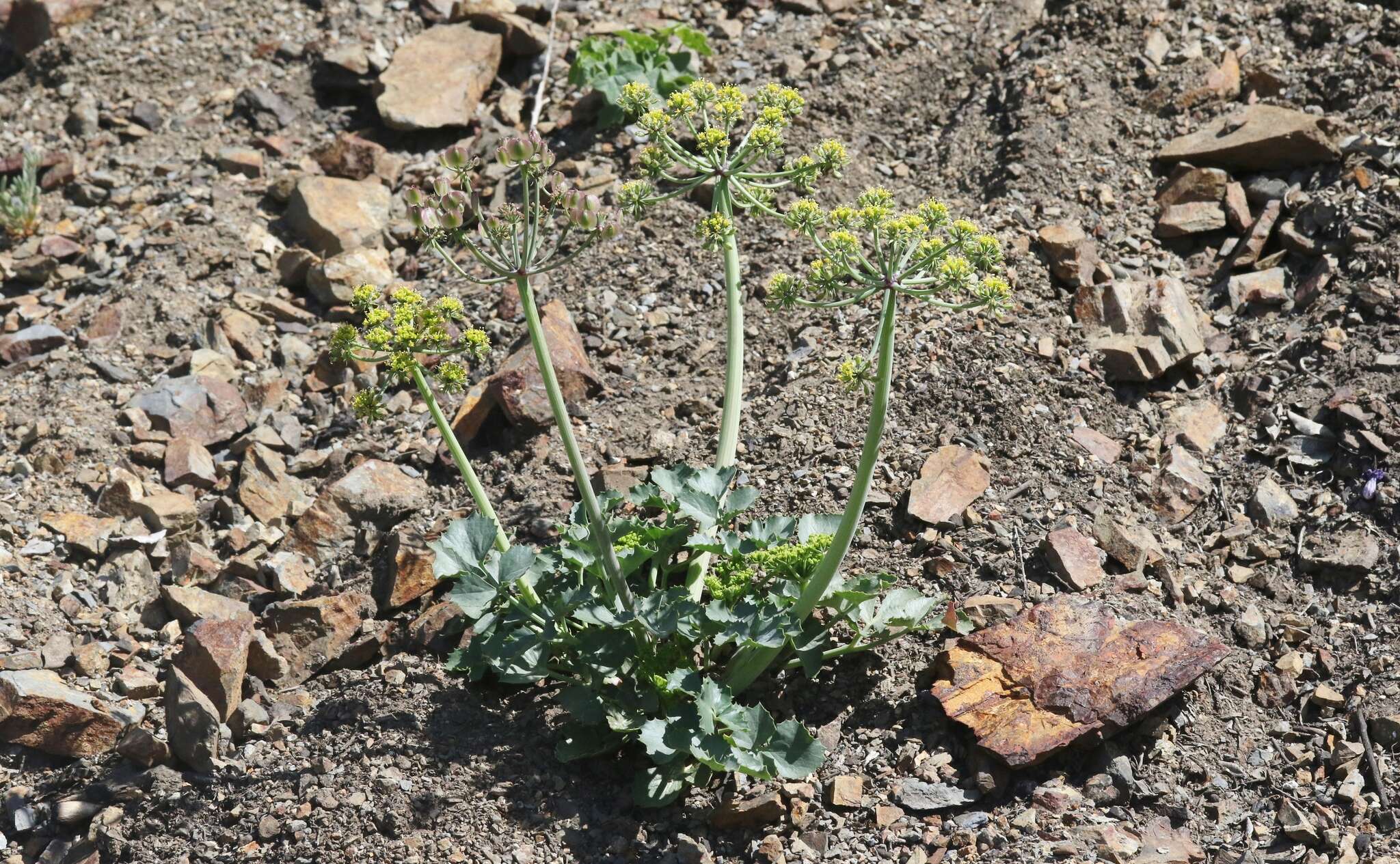 Image of shiny biscuitroot