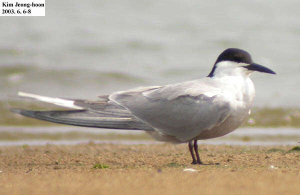 Image of Common Tern