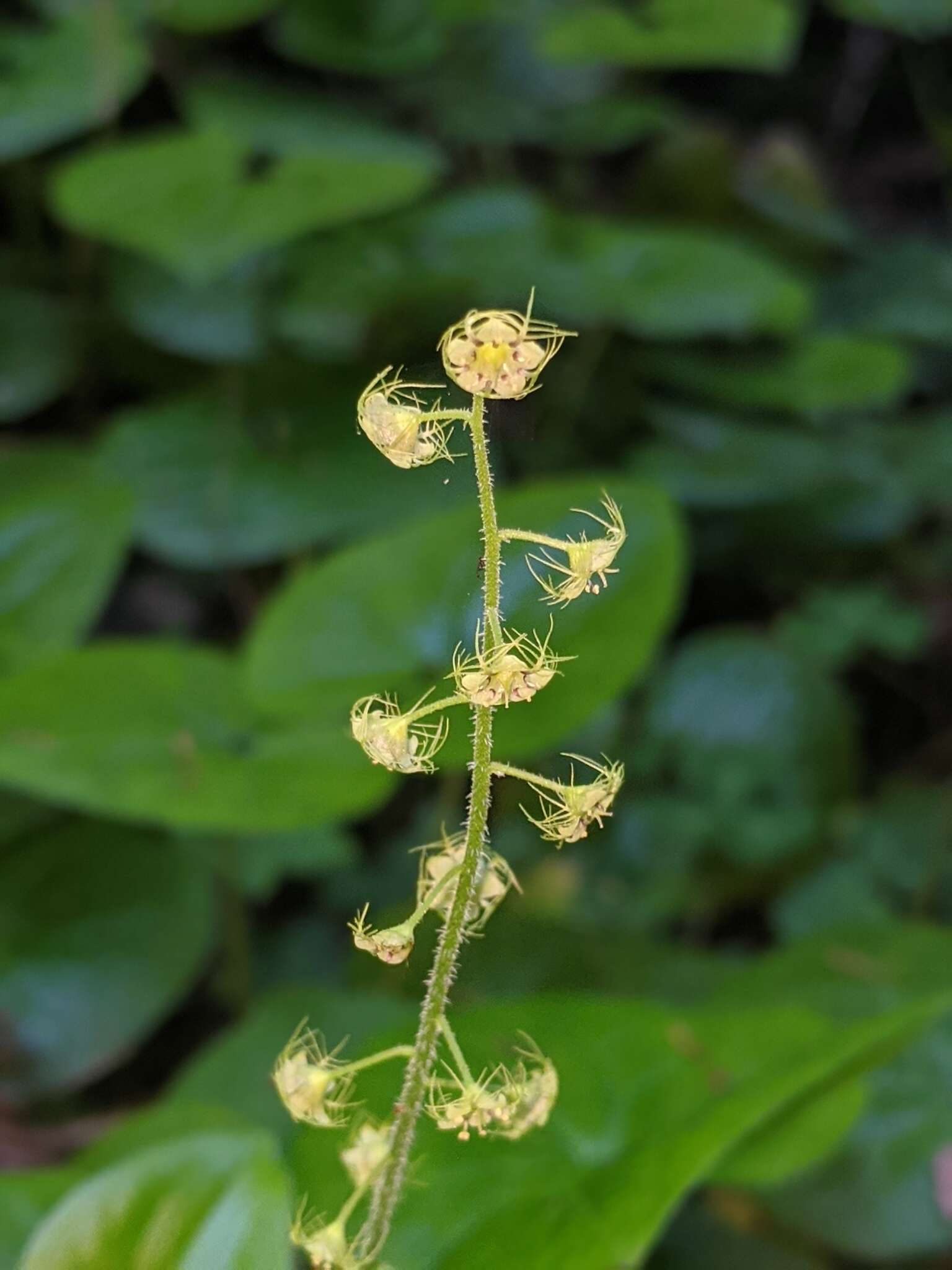 Image of slightstemmed miterwort