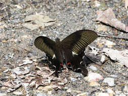 Image of Papilio iswaroides Fruhstorfer 1898