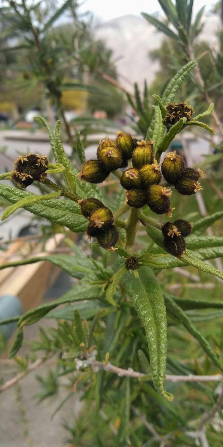 Image de Cordia decandra Hook. & Arn.