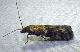 Image of Brower's Vitula Moth