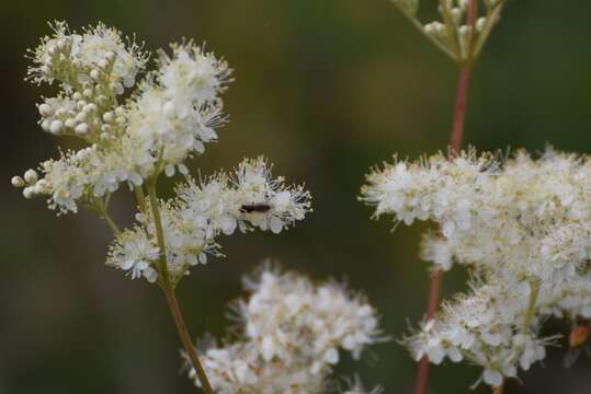 Image of Meadowsweet