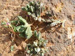 Plancia ëd Ceropegia humilior (L. C. Leach) Bruyns