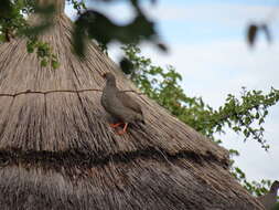 Image of Red-billed Francolin