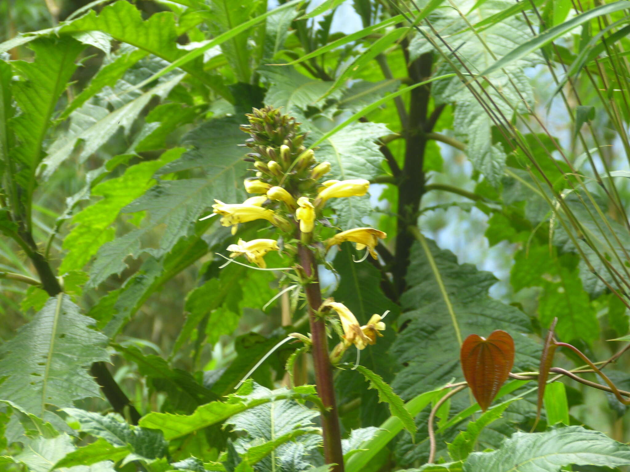 Image of Aphelandra acanthus Nees