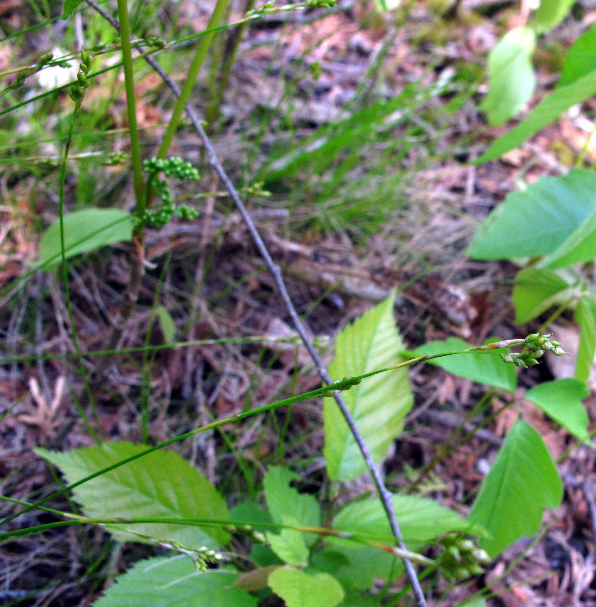 Image of bristleleaf sedge