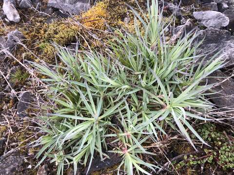 Image of Dianthus seisuimontanus Masam.