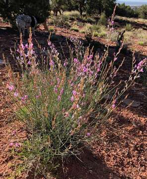 Imagem de Astragalus episcopus S. Wats.