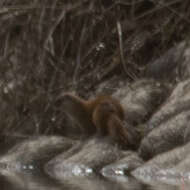 Image of Japanese Weasel