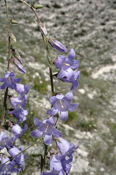 Image of Campanula sarmatica Ker Gawl.