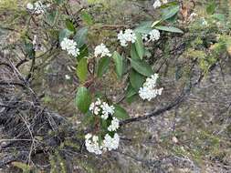 Слика од Marianthus floribundus Putterl.