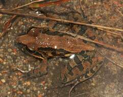 Image of Gray's Stream Frog