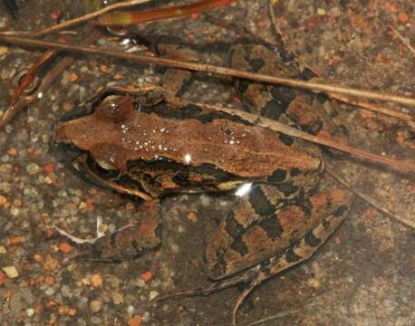 Image of Gray's Stream Frog