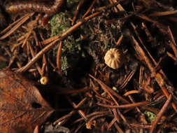 Image of Marasmius wettsteinii Sacc. & P. Syd. 1899