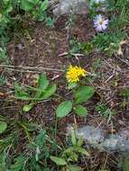 Imagem de Oreochrysum parryi (A. Gray) Rydb.