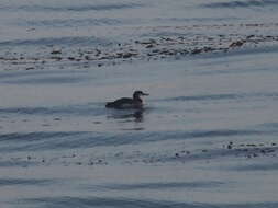 Image of Pacific Diver