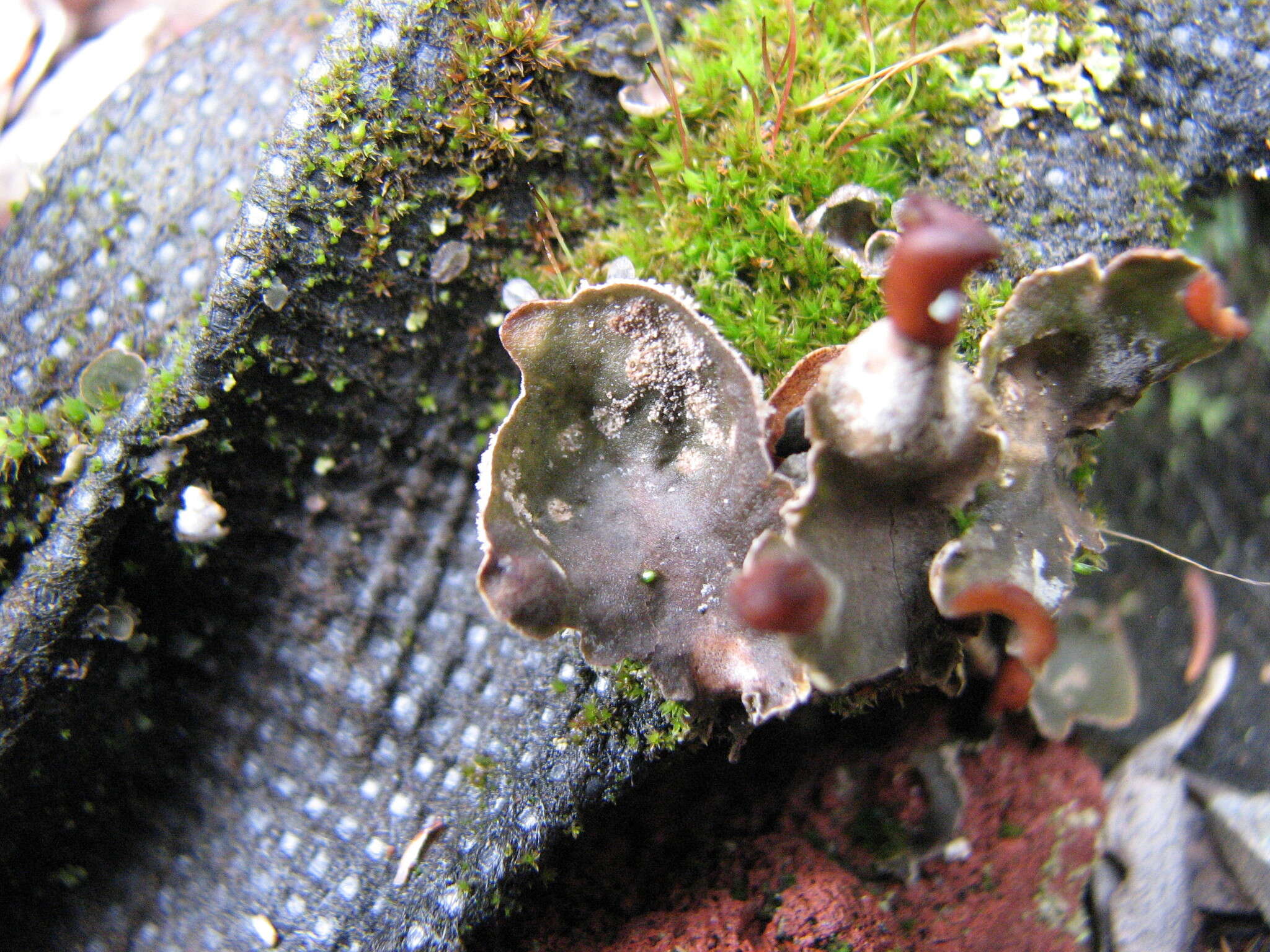 Peltigera didactyla (With.) J. R. Laundon的圖片