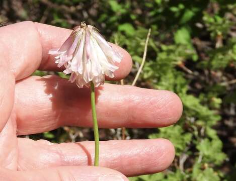 Sivun Trifolium kingii subsp. productum (Greene) D. Heller kuva