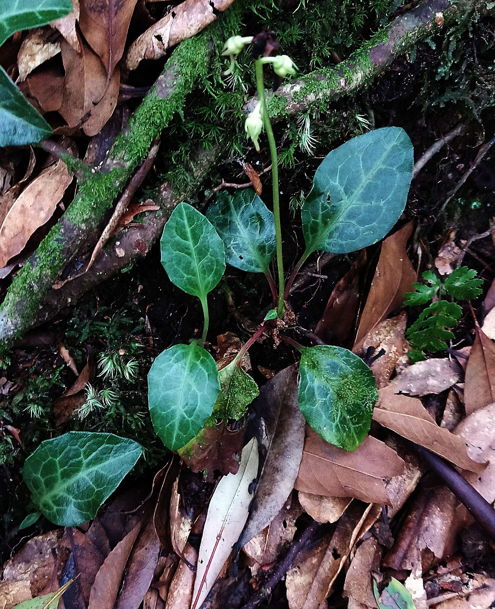 Image of Pyrola alboreticulata Hayata