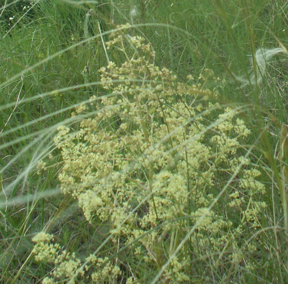 Image of Trinia multicaulis (Poir.) Schischkin