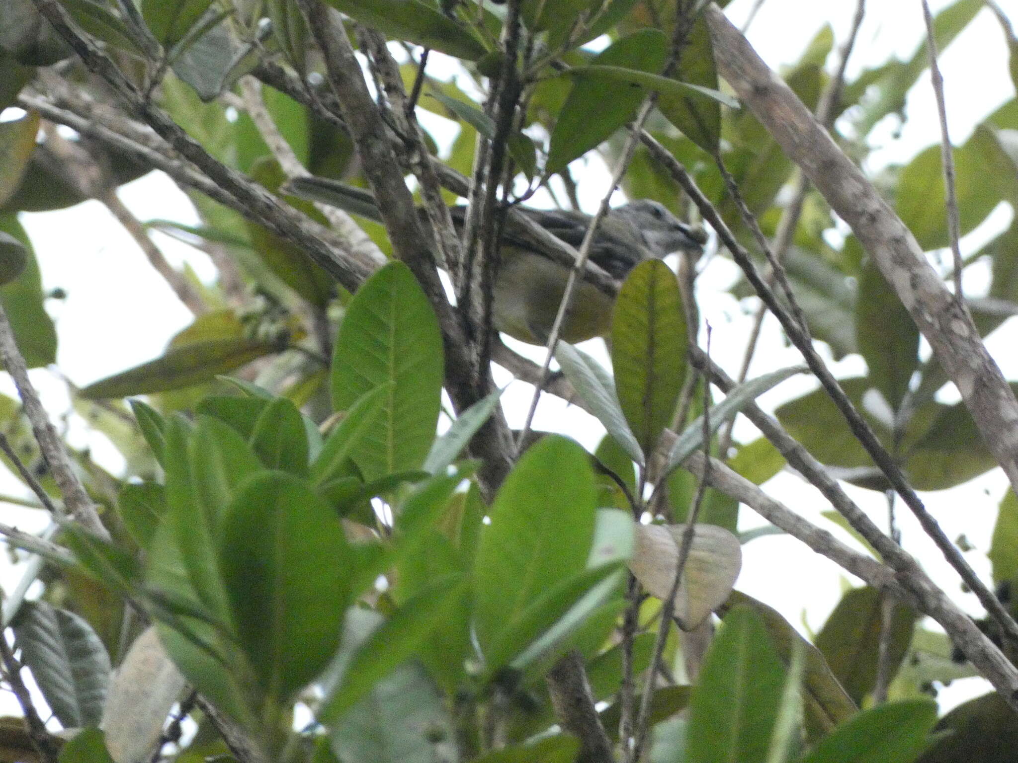 Spindalis nigricephala (Jameson 1835)的圖片