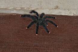 Image de Avicularia avicularia (Linnaeus 1758)