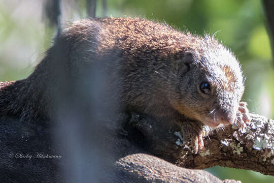 Image of Mutable Sun Squirrel