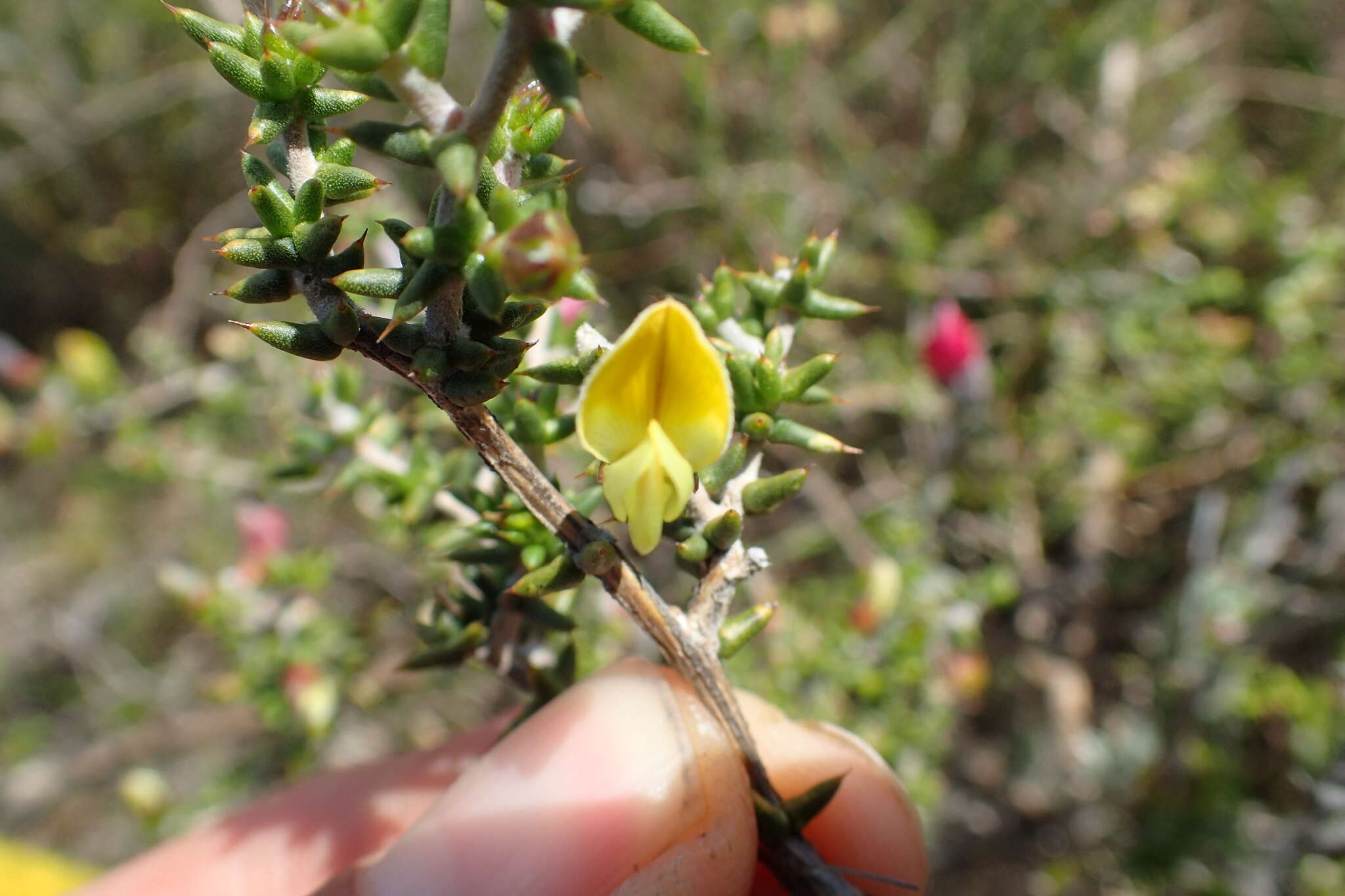 Image of Aspalathus collina subsp. collina