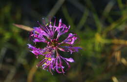 Слика од Sieruela maculata (Sond.) Roalson & J. C. Hall