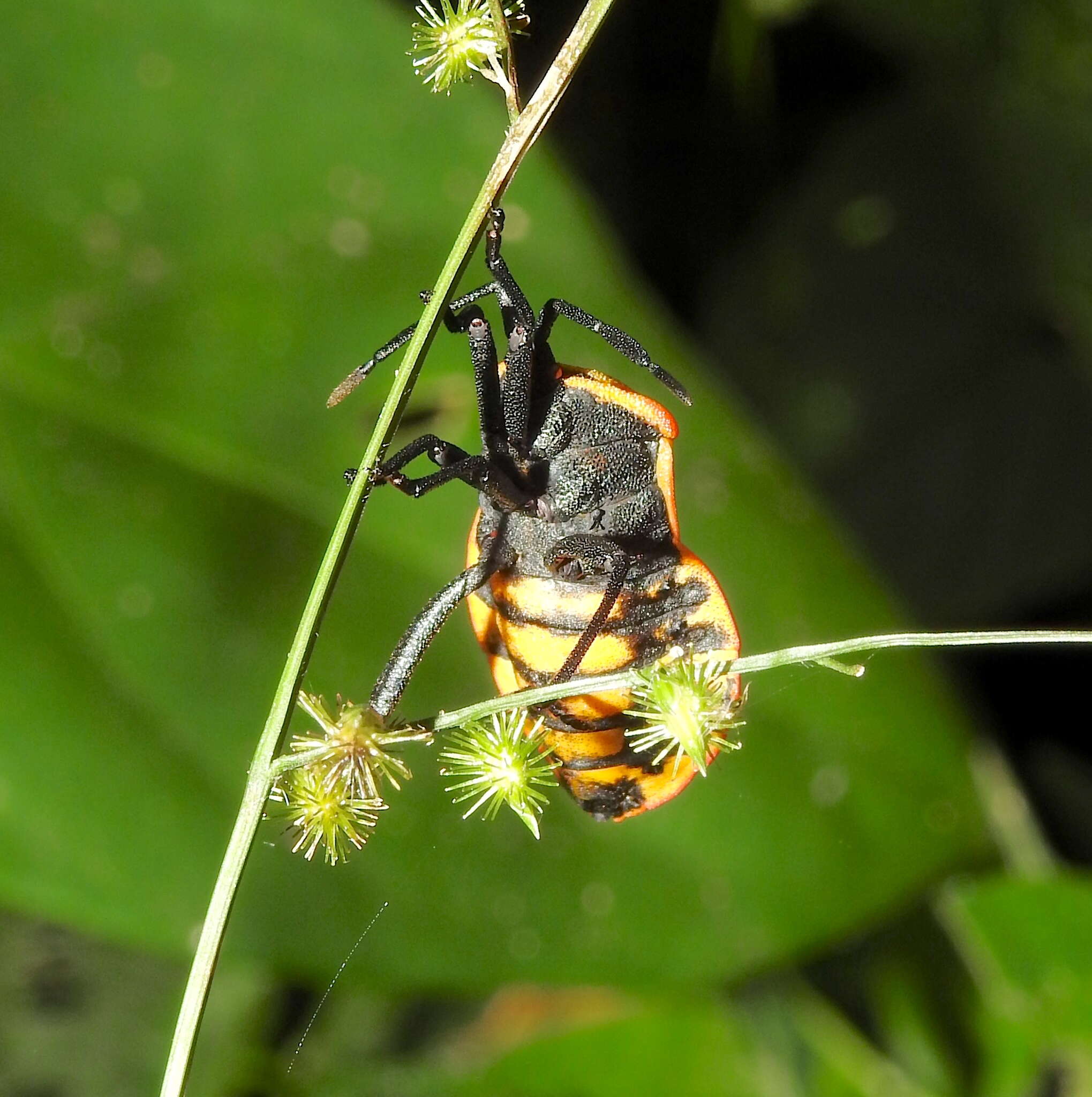 صورة Brachytes bicolor Westwood 1842