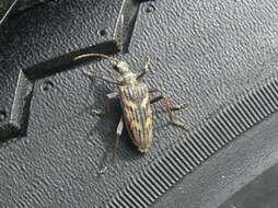 Image of Two-banded longhorn beetle