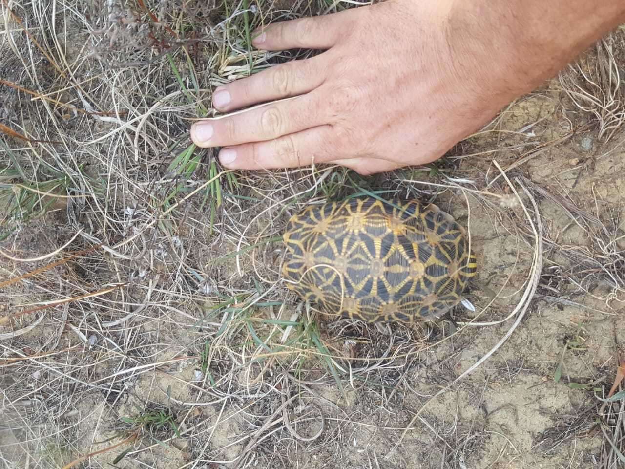 Слика од Psammobates geometricus (Linnaeus 1758)