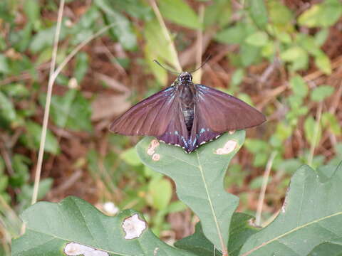 Plancia ëd <i>Phocides pigmalion okeechobee</i>