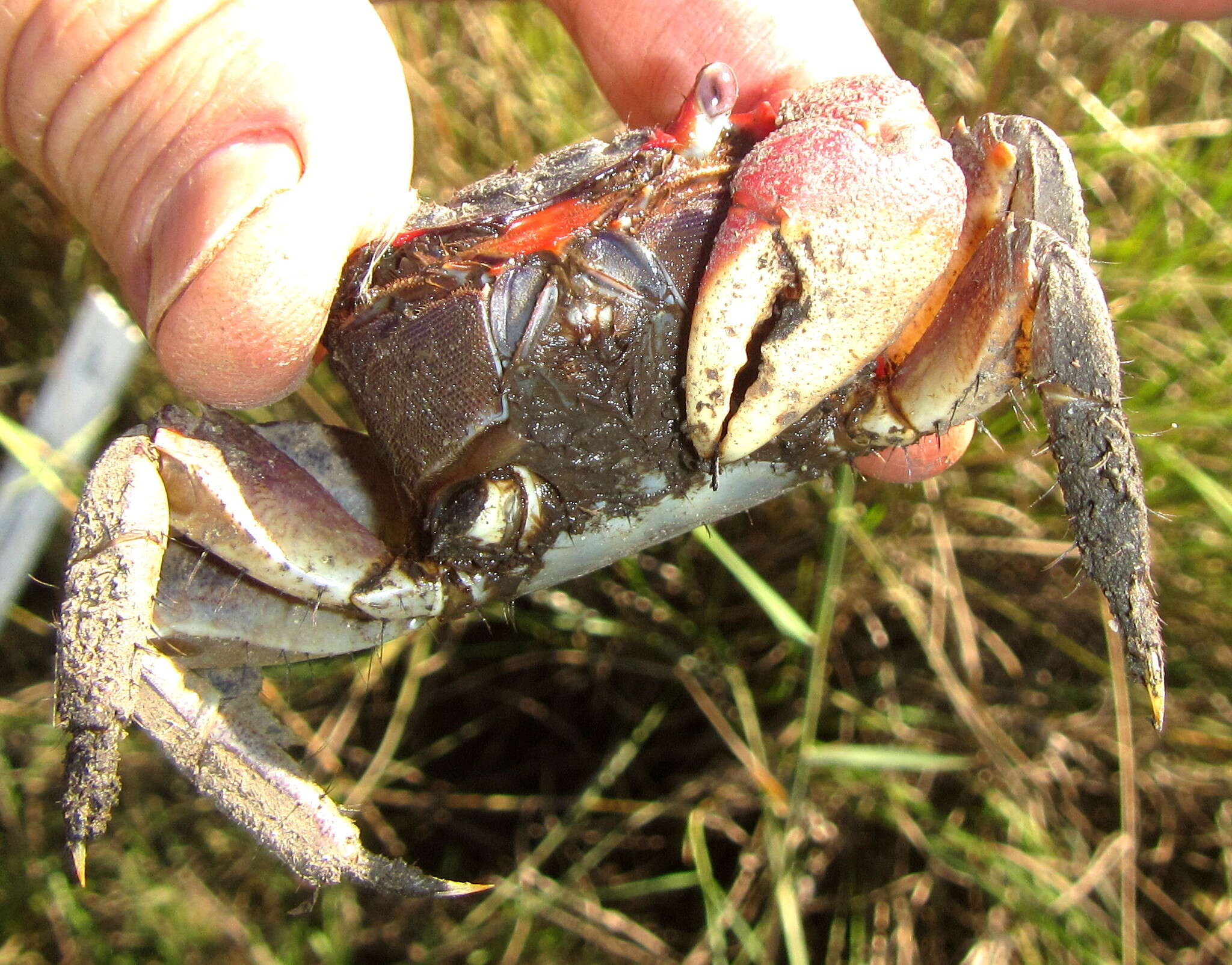 Image of East African red mangrove crab