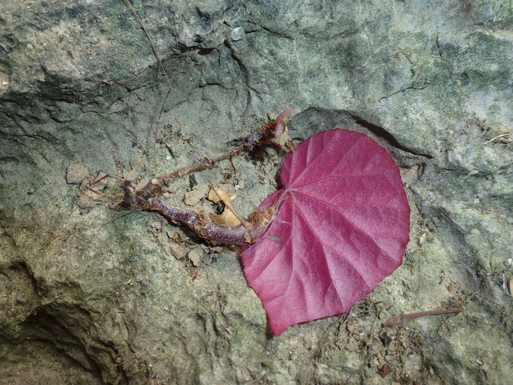 Image of Begonia matarombeoensis